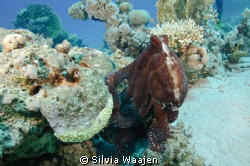 Normally the Reef octopus is well camouflaged between the... by Silvia Waajen 